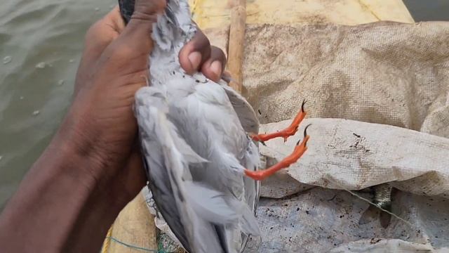 animal lover Animal lover definition and meaning | Collins hindi Dictionary смотреть онлайн