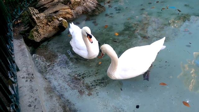 Cygne de Noel à San Sebastian 26 dec 2015 смотреть онлайн