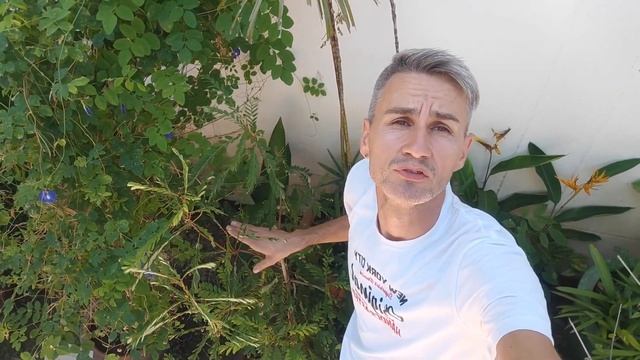 Филлантус горький или Лук Тай Бай. Phyllanthus amarus or Phyllanthus niruri. смотреть онлайн