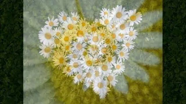Мои любимые цветы! смотреть онлайн