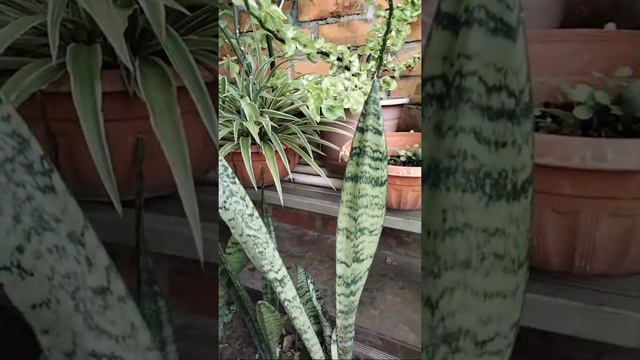 Bunga Pokok Lidah Jin/Lidah Mentua смотреть онлайн