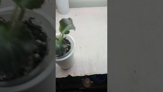 Новые сорта фиалок 🌱Обзор деток и листочков🤗🍃