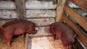 Комбикорм для свиней. Рецепт комбикорма для свиней.