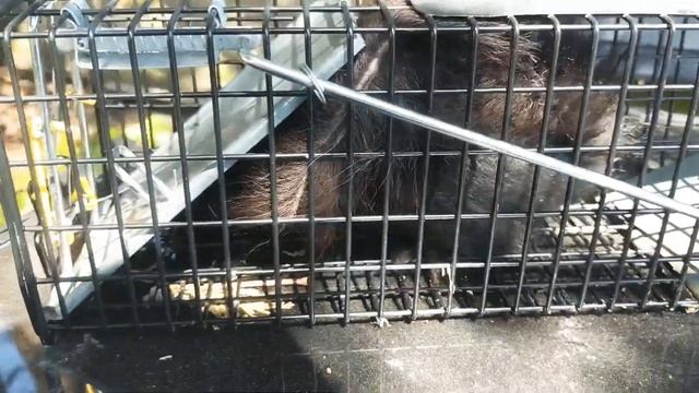 Поймали Белку вместо крысы!