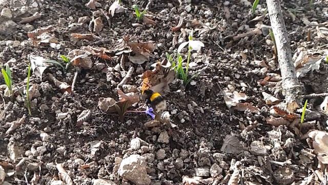 ВЕСНА В КРЫМУ! Шмель после спячки в проснувшемся кизиловом лесу