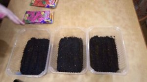 Кустовая ПЕТУНИЯ грандифлора!!!ПОСЕВ продолжается.