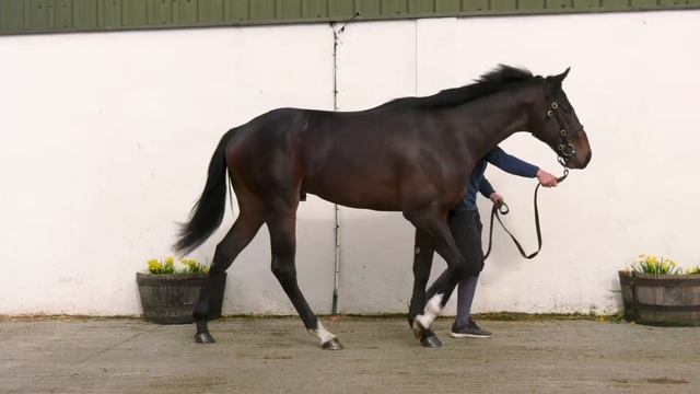 2022 Summer Sale - Lot 72 c. EXCEED AND EXCEL x DUQUESA смотреть онлайн