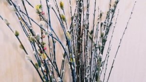 Верба - священное растение и оберег: ритуальное значение и особенности выращивания