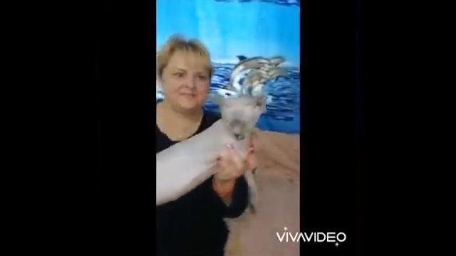 Анемона весна 2022г смотреть онлайн