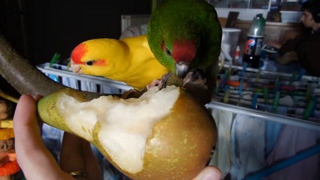 Kakariki's eating pear together смотреть онлайн