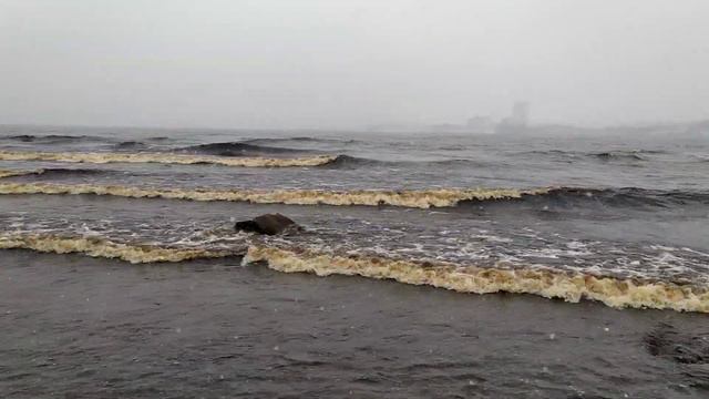 Онежское озеро, Пески, (Onega Lake, Sands) 10.28.2023 14:52 смотреть онлайн
