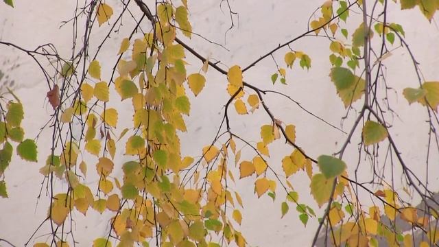 осенняя берёзка смотреть онлайн