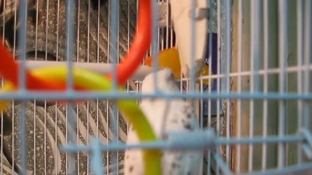 волнисты попугай грызет сепию смотреть онлайн