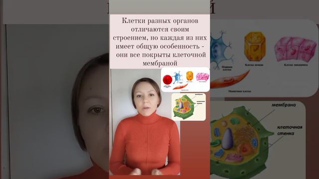 Роль жиров в профилактике вирусных заболеваний смотреть онлайн