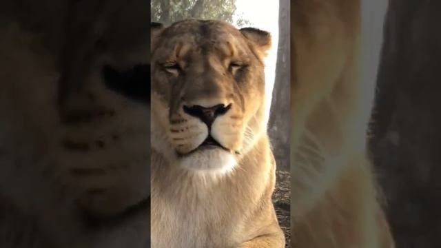 Львицы Царицы Зверей? Большие Кошки? смотреть онлайн