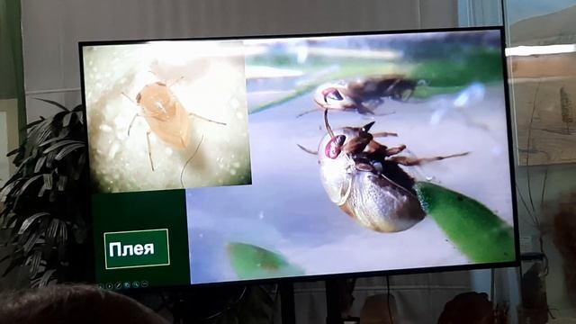 Кто живет в пруду? смотреть онлайн