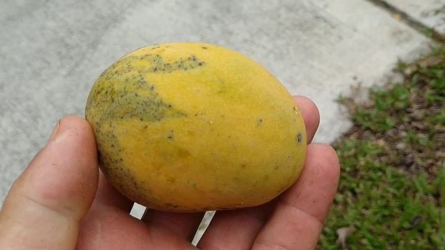 Old Seedling Mango tree in Kuala Lumpur (Mangifera indica) смотреть онлайн