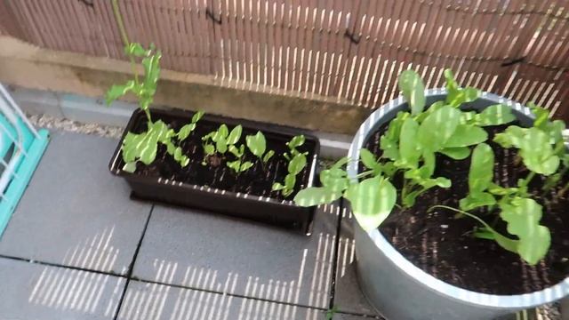 ДОМАШНИЙ ВЛОГ/МОЙ ОЖИДАНИЯ ОПРАВДАЛИСЬ/ГОТОВЛЮ ОКРОШКУ/ПЕРЕСАДИЛА СИРЕНЬ НА БАЛКОНЕ смотреть онлайн