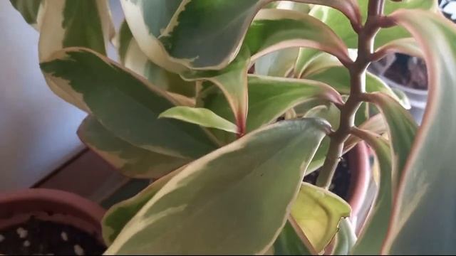 Peperomia Clusiifolia Jelly (variegated)