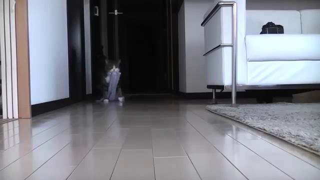 Самый смешной кот   Funniest Cat Online Video Cutter Com