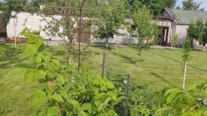 Универсальная Шпалера. Шпалера для ежевики. Шпалера для винограда. Шпалера для огурцов.