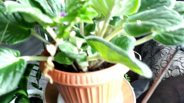 Комнатные растения в октябре. смотреть онлайн