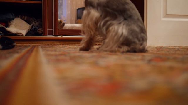 Подстриженный йоркширский терьер позирует для демонстрации автофокуса Panasonic Lumix GX7 20mm F1. смотреть онлайн