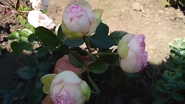 Цветение розы Чарминг Пиано .