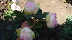 Цветение розы Чарминг Пиано .