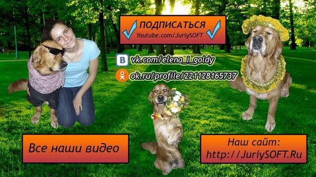 Смотреть всем!!! Дрессировка собаки дома. смотреть онлайн