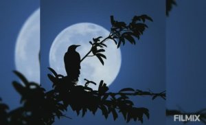 рок группа Волжане - Ночная птица