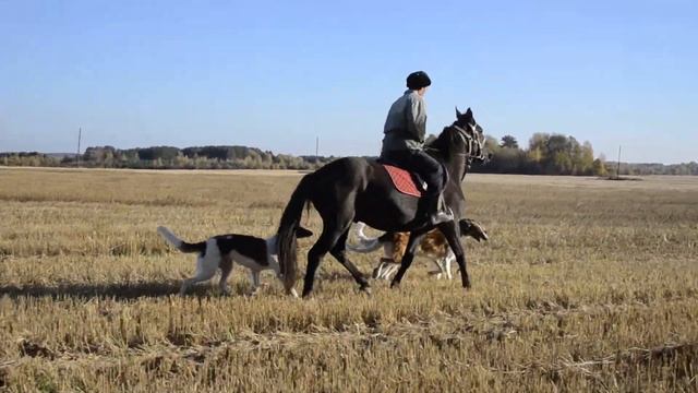 Борзые Сенавиан в полях . смотреть онлайн