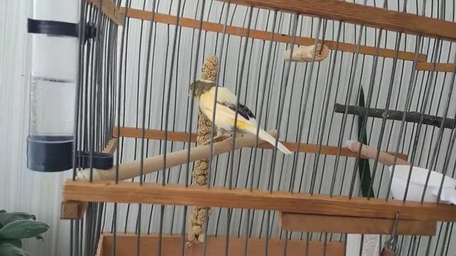 Сенегальское просо для канарейки. смотреть онлайн