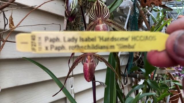 #GVOS2020 Paphiopedilum Lady Rothschild смотреть онлайн