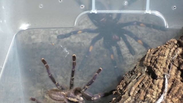 Poecilotheria metallica Breeding | Gooty Sapphire Ornamental | Tarantula Breeder's Diary смотреть онлайн