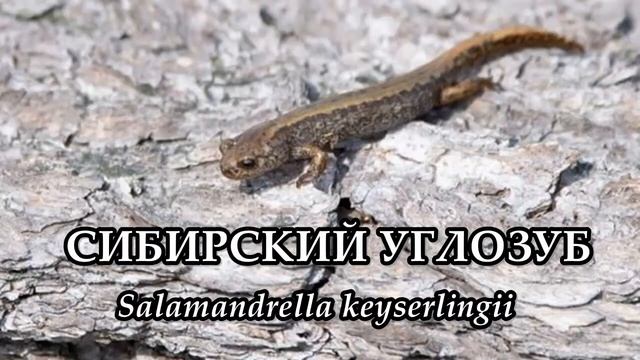 СИБИРСКИЙ УГЛОЗУБ - Не боящаяся заморозки амфибия смотреть онлайн