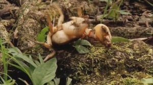 МУРАВЬИ ПРОТИВ БОГОМОЛА, СКОРПИОНА, ПАЛОЧНИКА, ПАУКА, КРАБ. Битва муравьев. ВЕРСУС. Битва насекомых