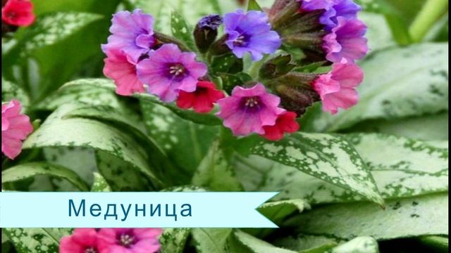 МНОГОЛЕТНИКИ для ВЛАЖНЫХ ПОЧВ в САДУ. смотреть онлайн