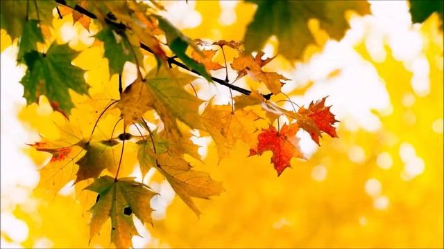 "Осенняя женщина" - стихотворение Галины Карпюк, превратившееся в песню, в исполнении автора смотреть онлайн