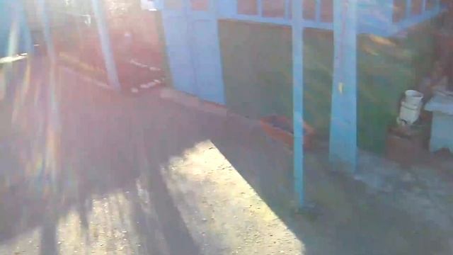 Техасский перепел/Сделал забой перепелят.вот такая у нас погодка. смотреть онлайн