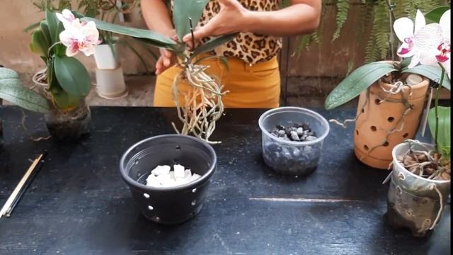 🟣REPLANTE DE PHALAENOPSIS NA PEDRA BRITA 🌺👆🏽 смотреть онлайн