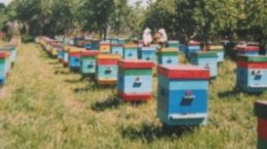 Бакфаст, карника 2026. Все матки от F0. т.89603022455. Заказы пчелопакетов, пчеломаток.