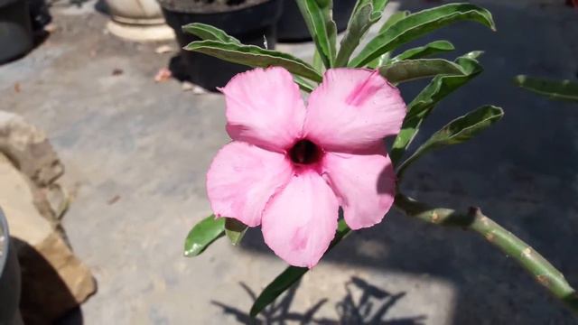 CALYPSO | Adenium Obesum - Rosa do Deserto смотреть онлайн