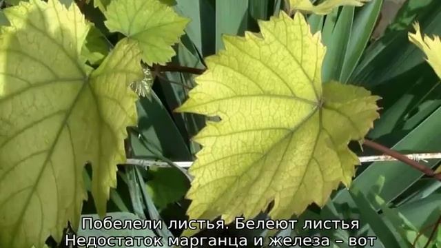 У сливы желтеют листья: что делать смотреть онлайн