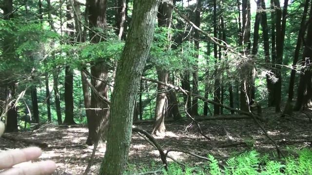 Hemlock Varnish Cap Mushroom - How To FIND HARVEST COOK & EAT Similar to Reishi смотреть онлайн