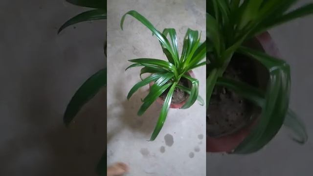 # short video # Crinum asiaticum #sudarshana plant ? #UNIQUE GARDENING смотреть онлайн