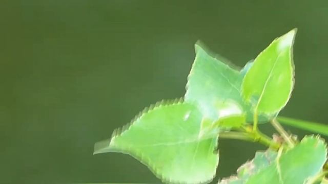 А вы знаете, что... Стрекозы (№1) смотреть онлайн