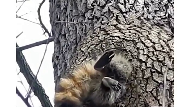 Кто-то слишком много ест смотреть онлайн