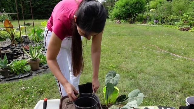 Комнатные растения не растут? Пересадка поможет - Антуриум кларинервиум, состав почвы и ПРИРОСТ ?