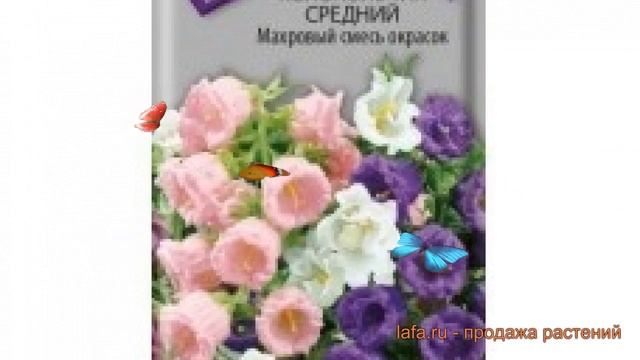 Колокольчик средний Махровый смесь окрасок ? обзор: как сажать, семена колокольчика смотреть онлайн